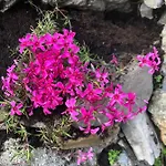 Haus Waldfriede Appartement