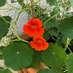 Haus Waldfriede Appartement