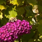 Appartement Haus Waldfriede *