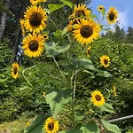 Haus Waldfriede Appartement Weissensee