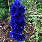 Haus Waldfriede * Weissensee