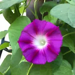 Appartement Haus Waldfriede