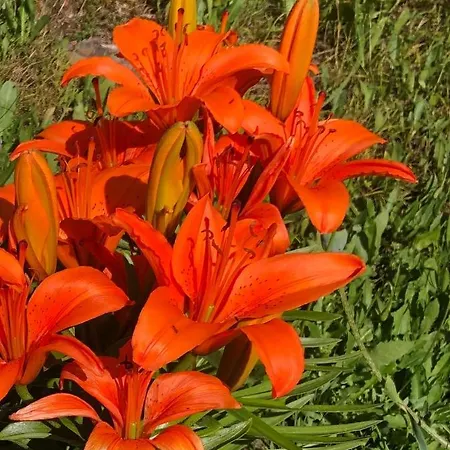 Haus Waldfriede Apartment Weissensee