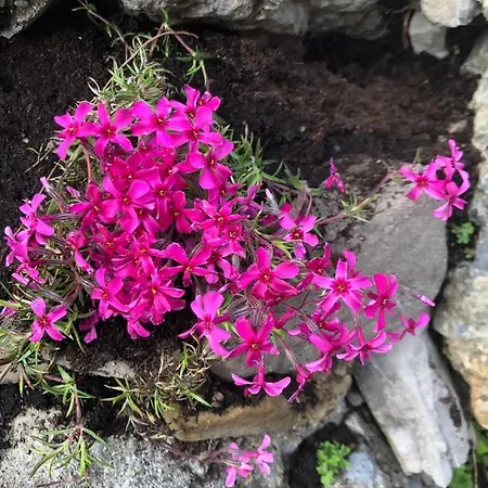 Haus Waldfriede Apartment