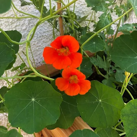 Haus Waldfriede Apartament