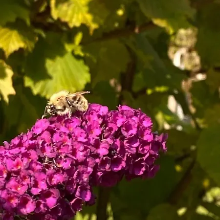 Apartament Haus Waldfriede *