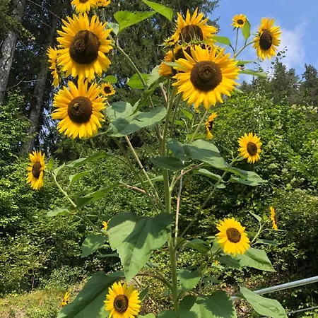 Haus Waldfriede Apartment Weissensee