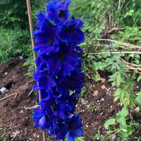 Haus Waldfriede * Weissensee