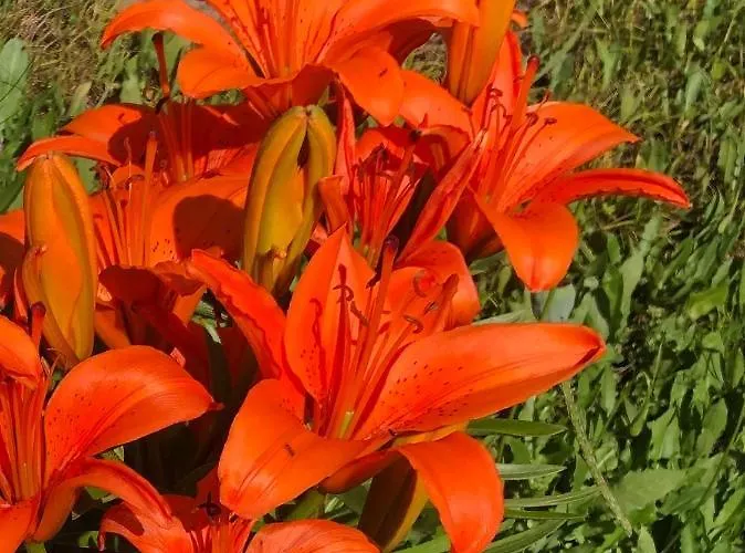 Haus Waldfriede Appartamento Weissensee