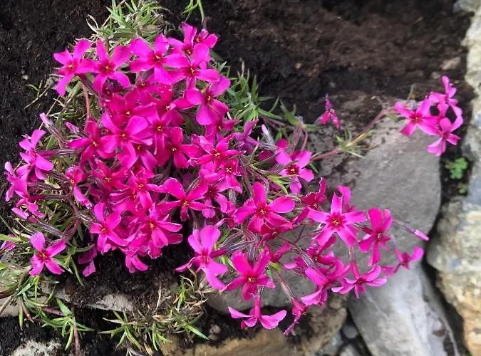 Haus Waldfriede Appartamento