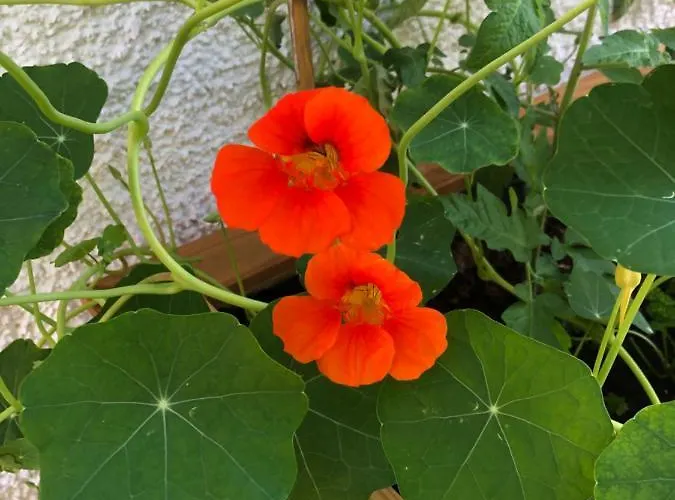 Haus Waldfriede 公寓