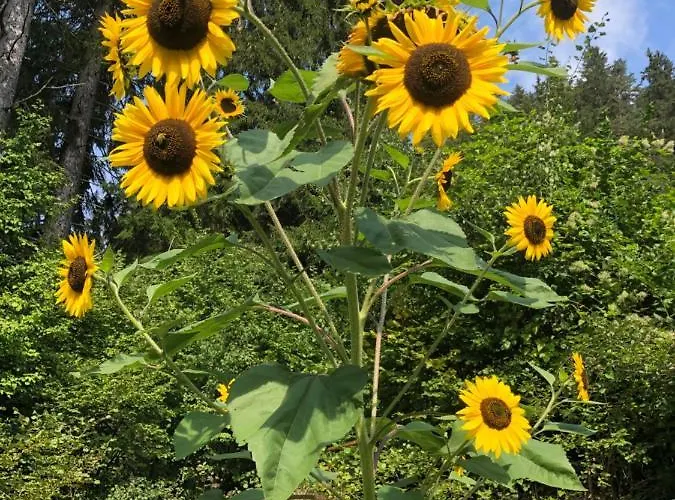 Haus Waldfriede Appartamento Weissensee