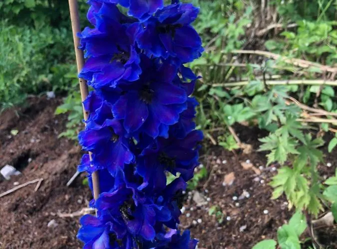 Haus Waldfriede * Weissensee