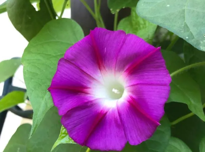 公寓 Haus Waldfriede